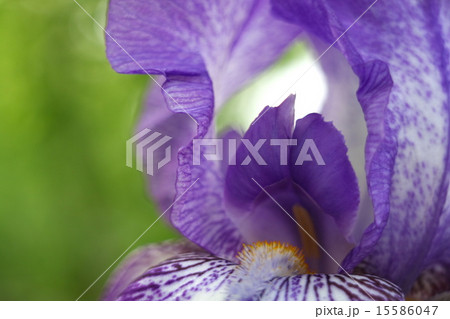 ジャーマンアイリス 15586047