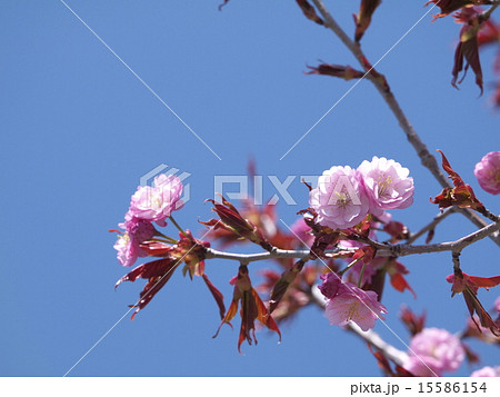 八重桜 15586154