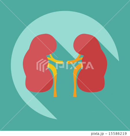 Flat modern design with shadow icons kidneys Flat modern design with shadow icons kidneys 15586219