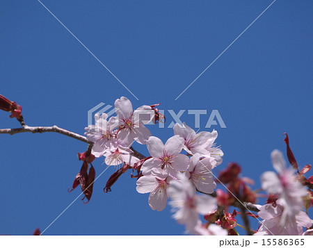 エゾヤマザクラ エゾヤマザクラ 15586365