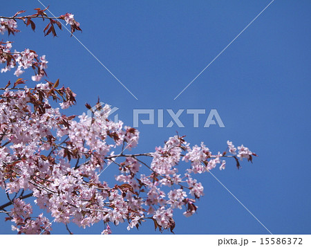 エゾヤマザクラ エゾヤマザクラ 15586372