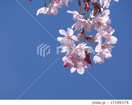 エゾヤマザクラ エゾヤマザクラ 15586378