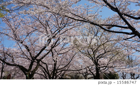 桜 桜 15586747