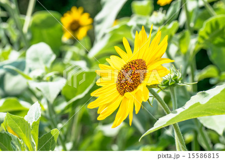 ヒマワリ、向日葵 15586815