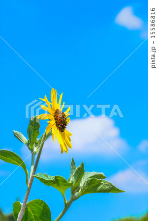 ヒマワリ、向日葵 ヒマワリ、向日葵 15586816