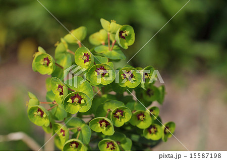 ユーフォルビア・マーチニーの花 ユーフォルビア・マーチニーの花 15587198