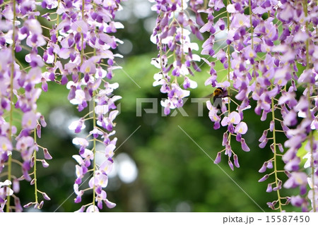 満開の藤の花 満開の藤の花 15587450