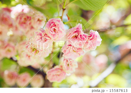 園里黄桜 15587613