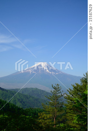 倉見山から新緑の富士山 15587629