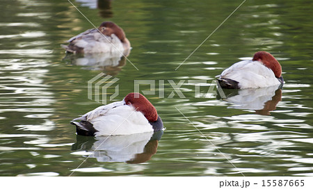 ホシハジロの休息 15587665