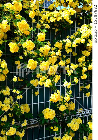 バラ　品種：キモッコウ 15587682