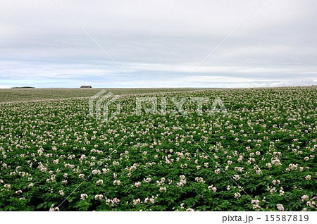 ジャガイモ畑 15587819