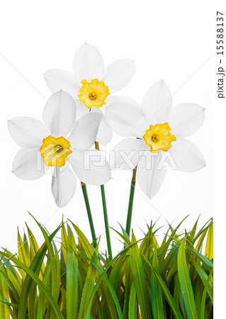 Spring floral border, beautiful fresh narcissus flowers 15588137