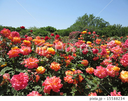 春のバラ園 春のバラ園 15588234
