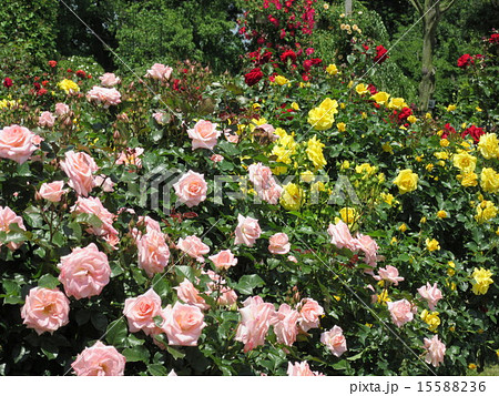春のバラ園 春のバラ園 15588236
