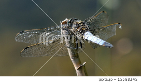 Dragonfly - Broad-bodied Chaser Dragonfly - Broad-bodied Chaser 15588345