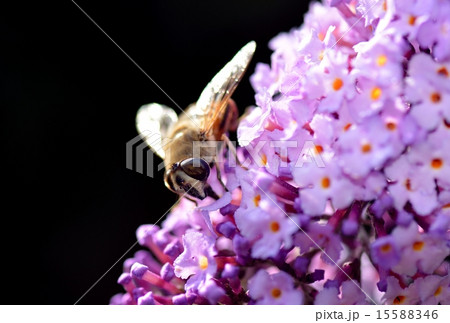 Fly on a lilac bloom 15588346