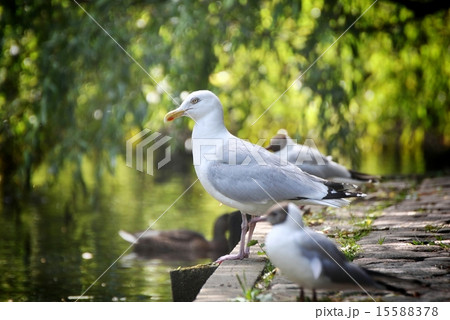 herring gull 15588378