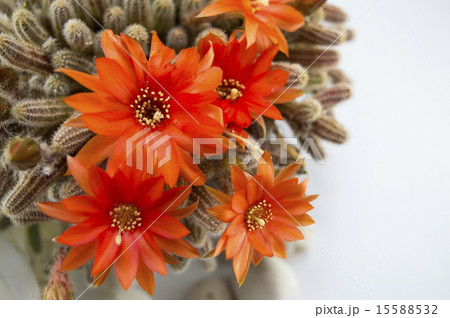 Cactus with orange flowers Cactus with orange flowers 15588532