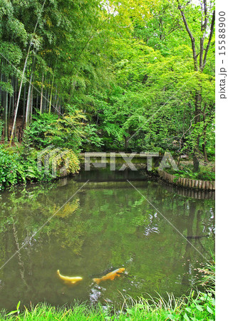 調布市の武者小路実篤公園 調布市の武者小路実篤公園 15588900