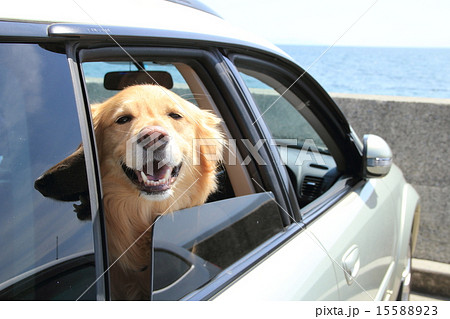 車の窓から顔を出す犬の写真素材 1553