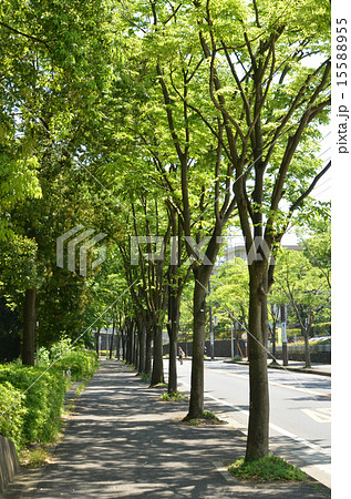 霧が丘公園横の歩道 15588955