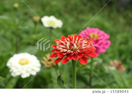 百日草 15589043