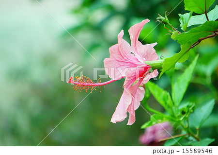 ハイビスカス ハイビスカス 15589546