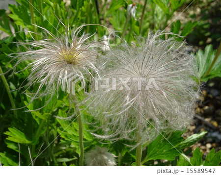 オキナグサ オキナグサ 15589547