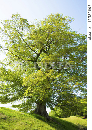 新緑のムクノキ大木 15589608