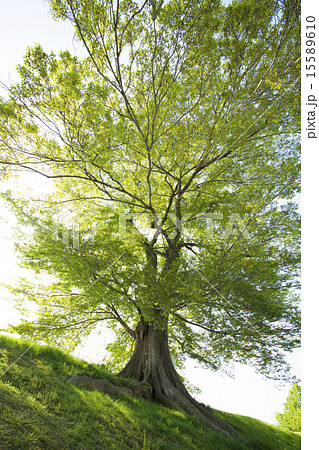 新緑のムクノキ大木 15589610