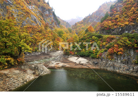 紅葉の谷／新潟県　魚沼市 15589611