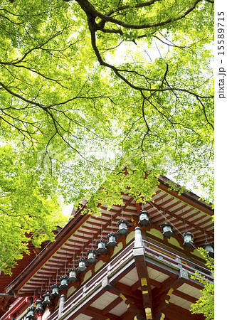新緑の談山神社モミジ 新緑の談山神社モミジ 15589715