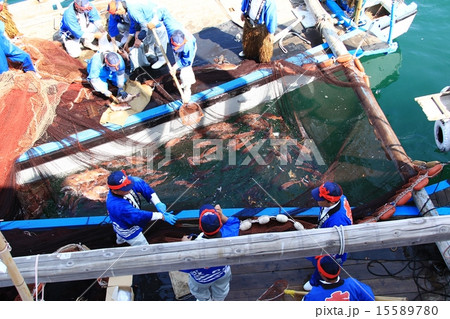 鯛網漁 15589780