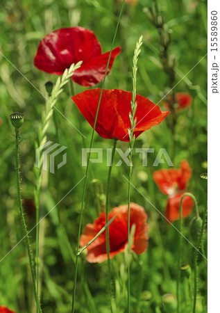 Poppy in a field Poppy in a field 15589860