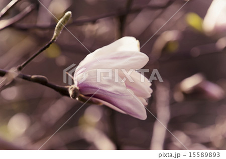Magnolia flowers Magnolia flowers 15589893