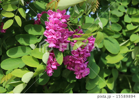 ニセアカシア（カスケルージュ） 15589894