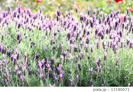 フレンチラベンダー フレンチラベンダー 15590071