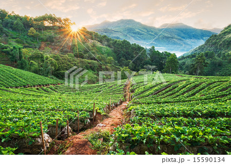 Strawberry garden in morning at Doi Ang Khang  15590134