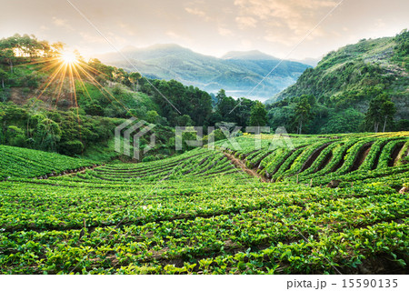 Strawberry garden in morning at Doi Ang Khang  15590135