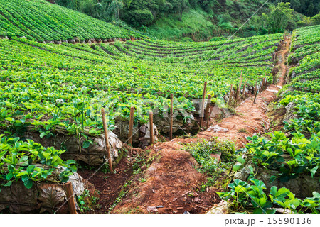 Strawberry garden in morning at Doi Ang Khang  15590136