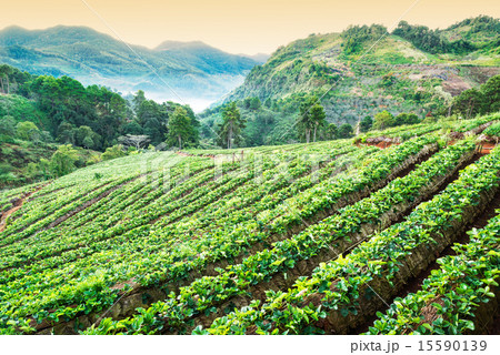 Strawberry garden in morning at Doi Ang Khang  15590139