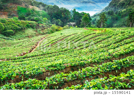 Strawberry garden in morning at Doi Ang Khang  15590141