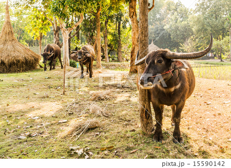 Thai Buffalo in rural,Thailand. Thai Buffalo in rural,Thailand. 15590142