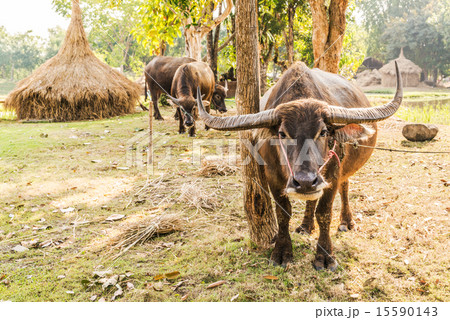 Thai Buffalo in rural,Thailand. 15590143