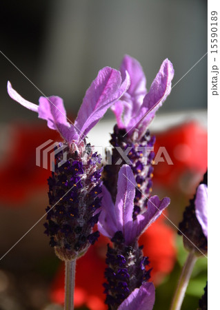 初夏、ラベンダーの花 15590189
