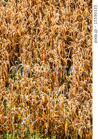 Dead corn field after harvest season Dead corn field after harvest season 15590335
