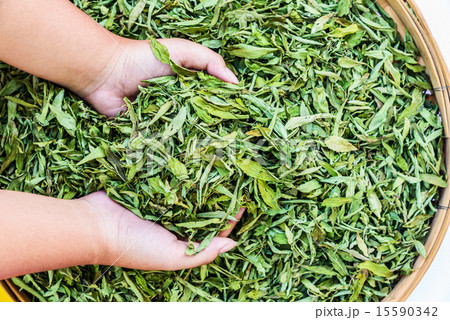 Dried Stevia Rebaudiana Bertoni - sweetener leaf Dried Stevia Rebaudiana Bertoni - sweetener leaf 15590342