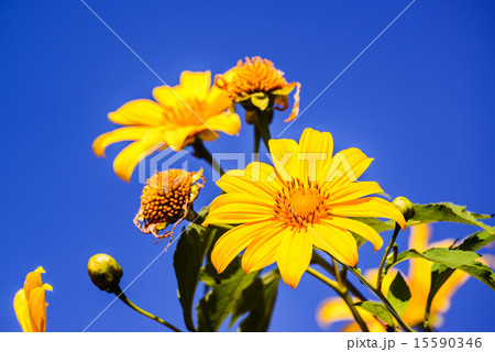 Mexican sunflower weed or Tithonia diversifolia  15590346
