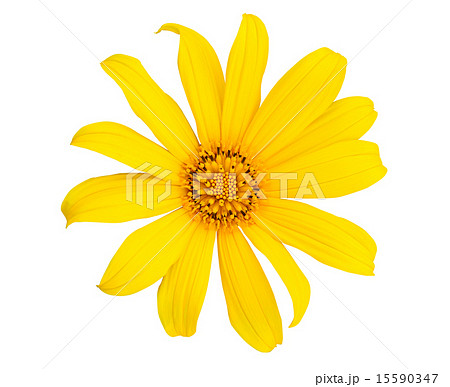 Mexican sunflower isolated on white background Mexican sunflower isolated on white background 15590347